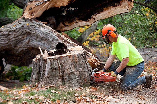 Best Seasonal Cleanup (Spring/Fall)  in East Liverpool, OH